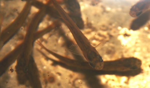 Fully developed dollaghan fry